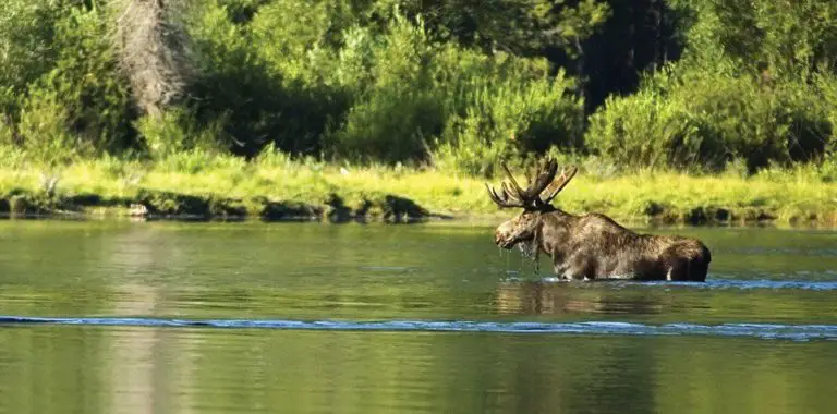 Rio Snake: ubicación y todo lo que desconoces sobre él