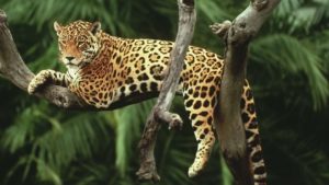 rio tocantins jaguar