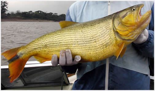 rio uruguay pez dorado
