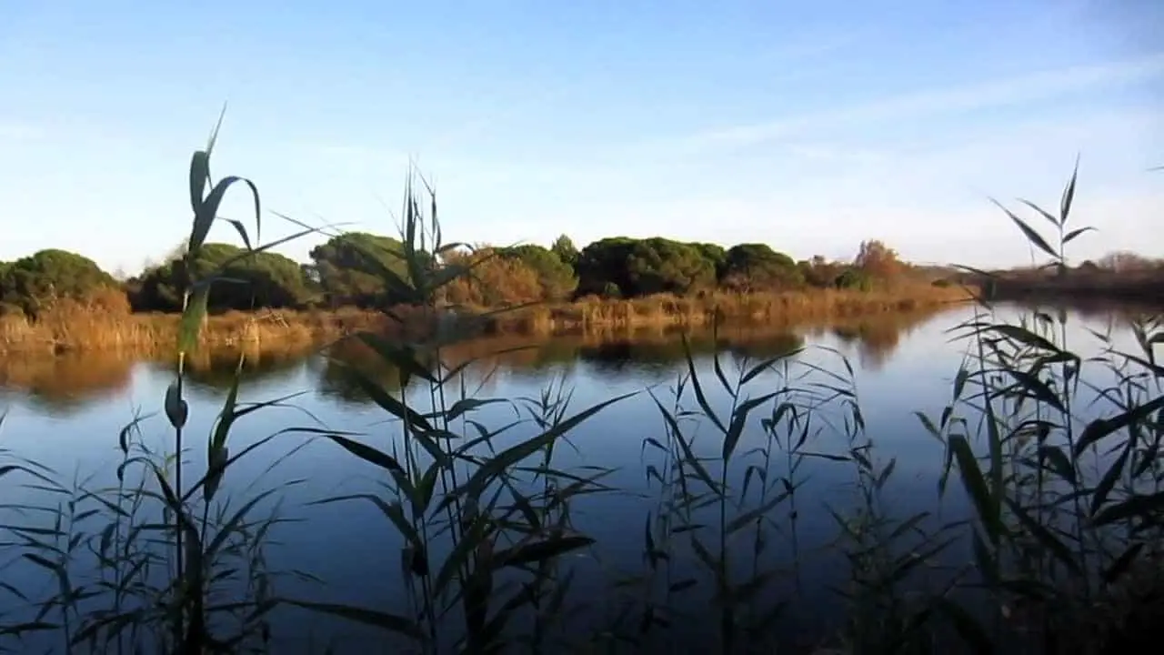 Delta Río Llobregat