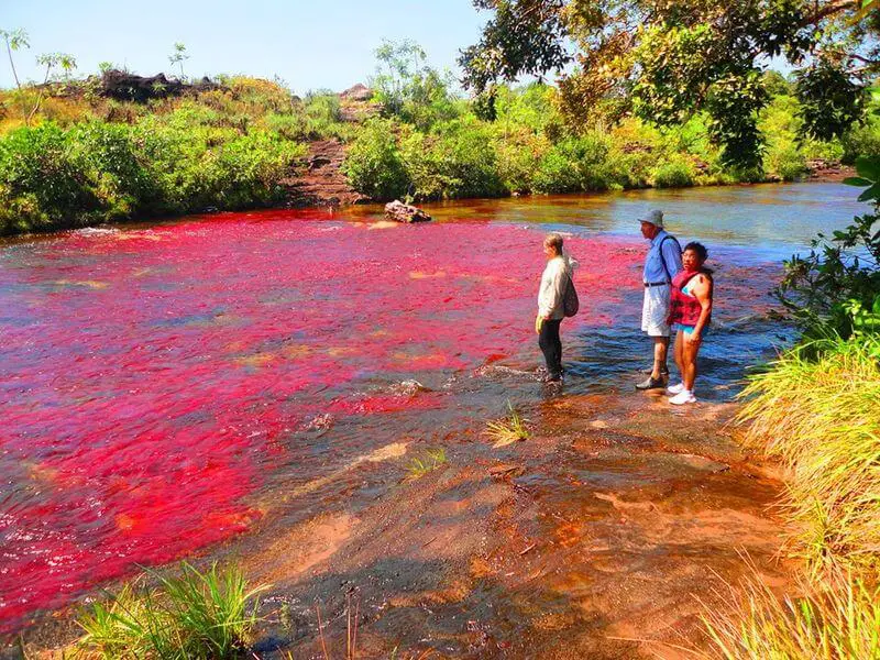 Cano Cristales Descripcion Ubicacion Mapa Y Mucho Mas