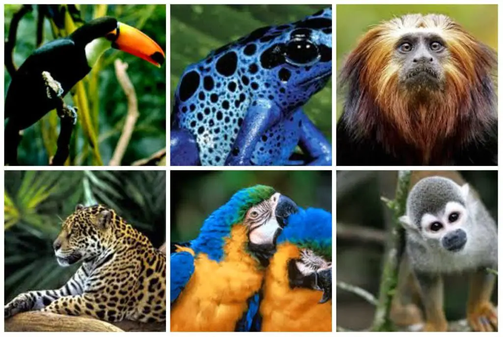 animales del rio amazonas