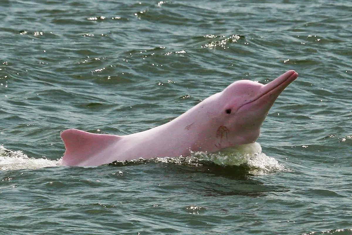 delfin rosado del rio amazonas