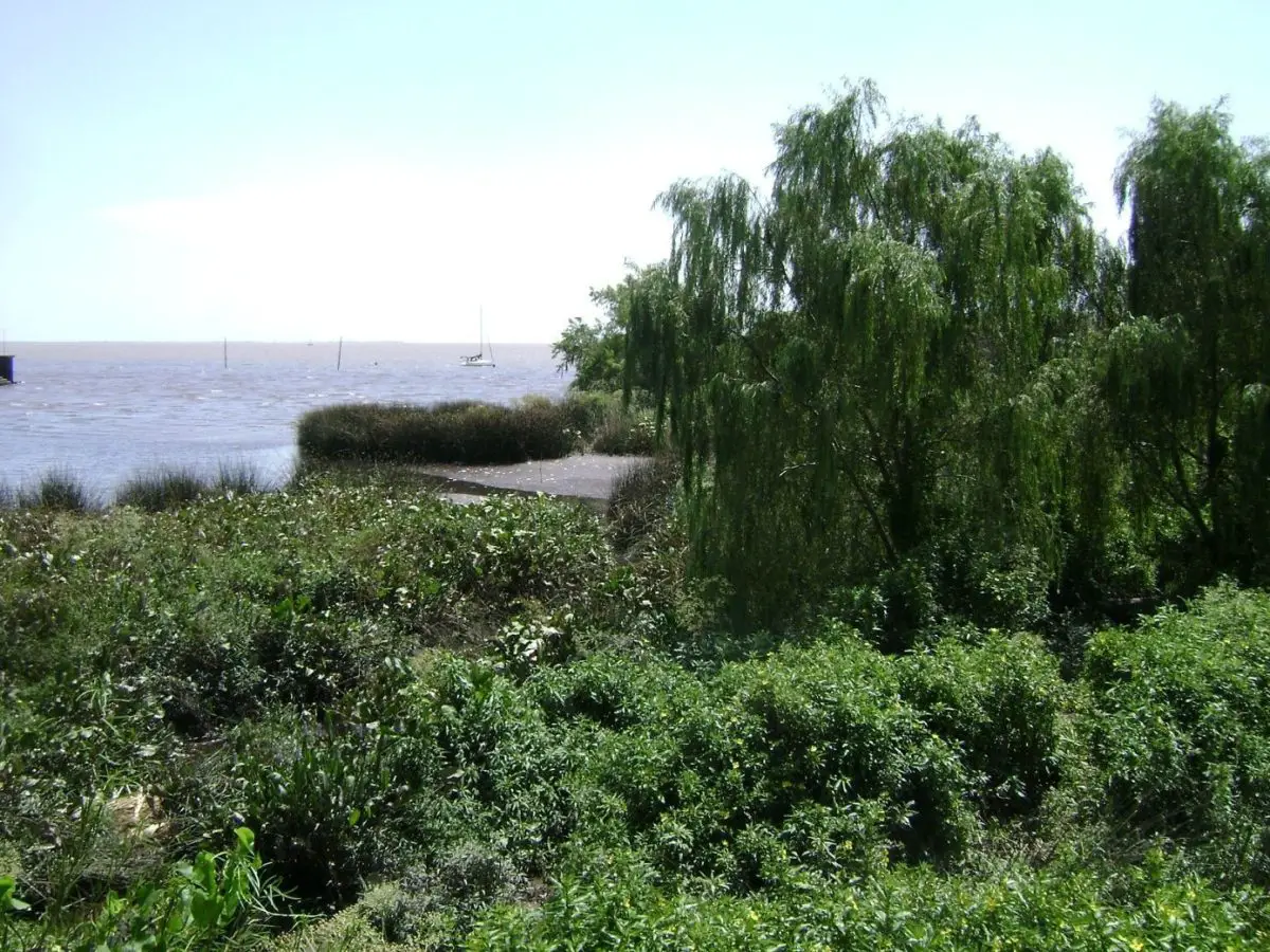 vegetacion del rio de la plata