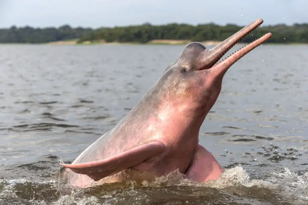 delfín del Ganges
