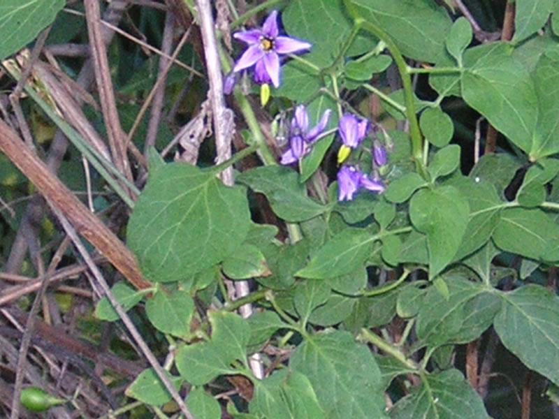 flora del rio guadarrama