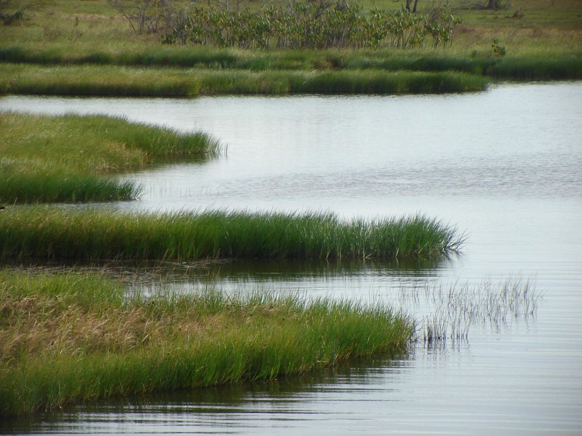 Río Guárico aquí todo lo que necesita saber sobre él