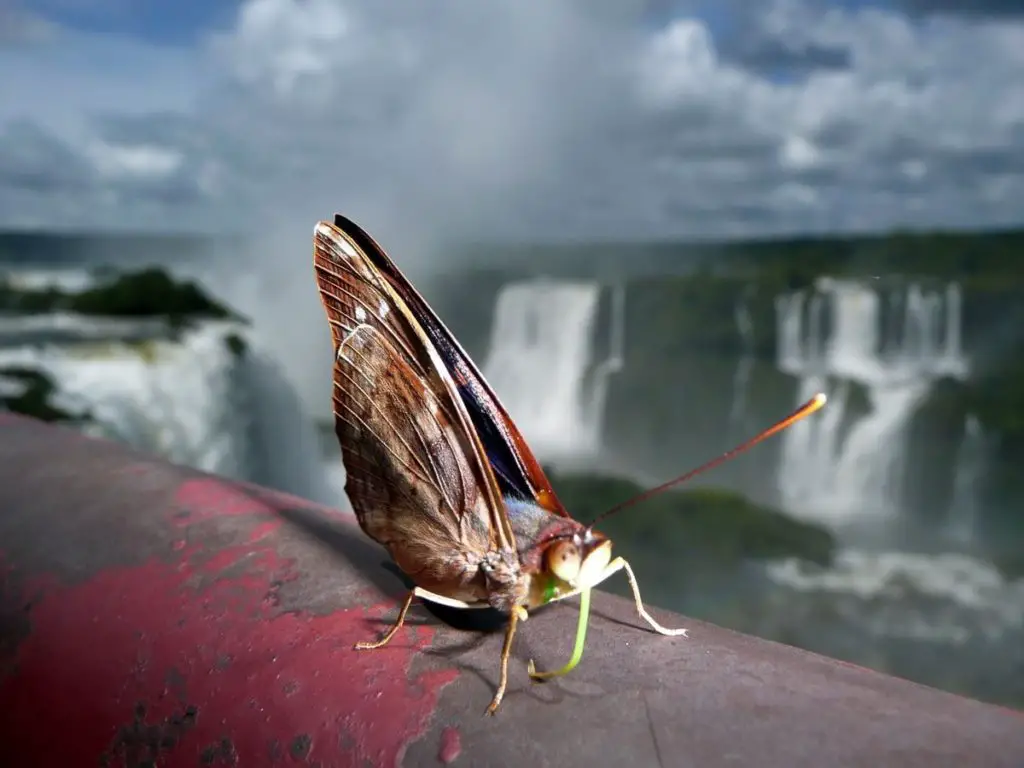 mariposas rio iguazu 