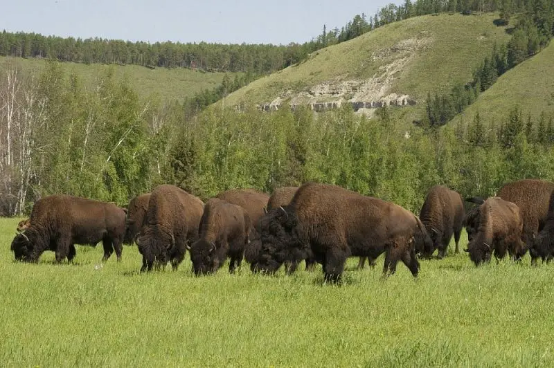 lena bisontes