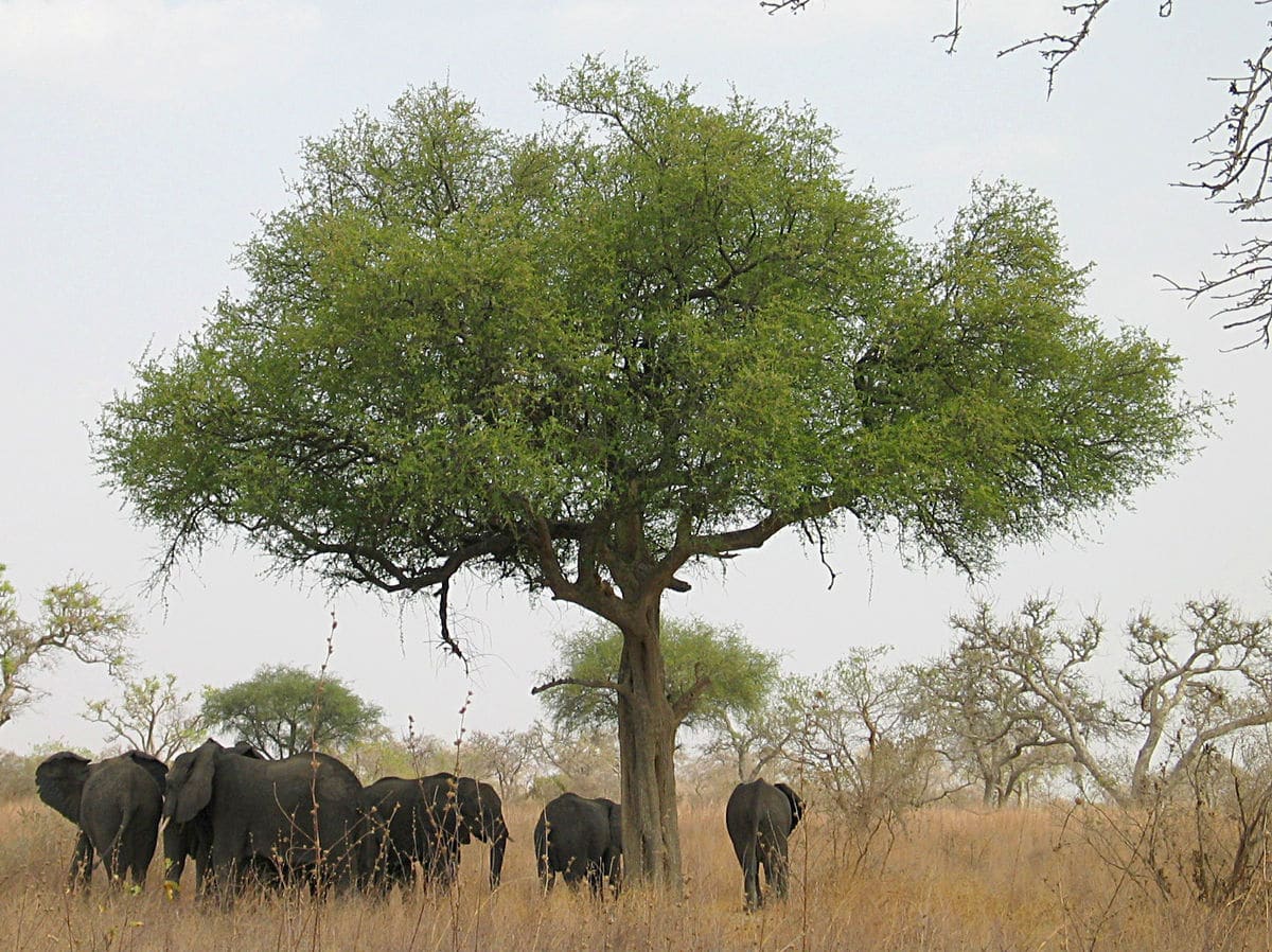 Acacia de la sabana de Sahel