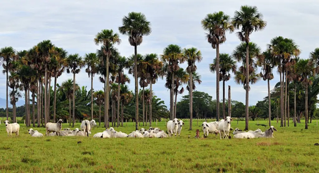 río orinoco