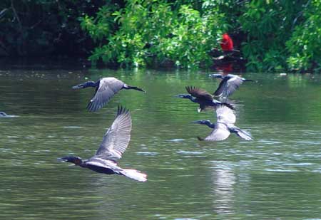 fauna del rio ucayali