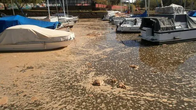 rio uruguay contaminacion